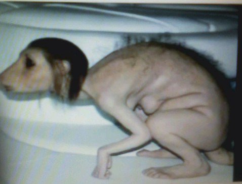 Where did this come from?  Maybe something is really happening ay the Dulce, NM base and that our Government is really working with Alien Greys changing human dna